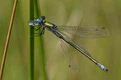 David Plant Photography - Wildlife Photography - Scarce emerald damselfly - A